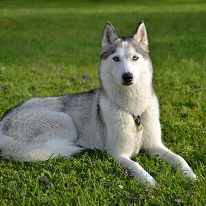 Kisha im Garten