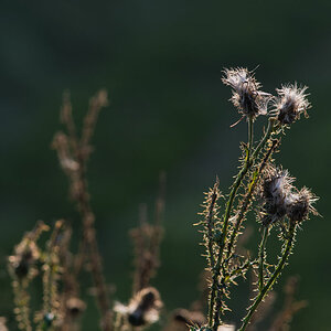 morgenspaziergang 6