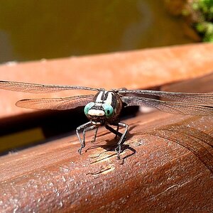 Libelle