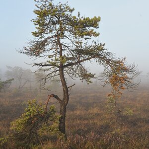 Schwarzes Moor 016