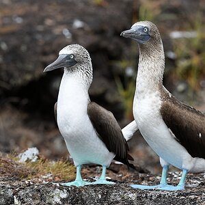 s1840 Blaufußtölpel auf Isabela, Galapagos 4335