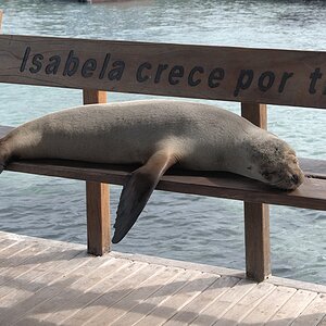 s1875 Seelöwe auf Bank in Isabela 1737  1a