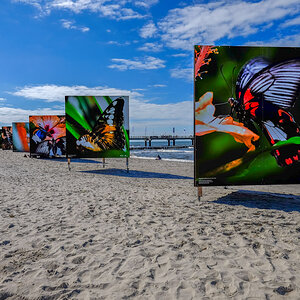 Zingst Festival 2014
