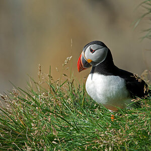 Puffin