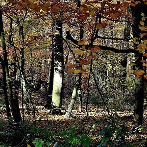 Herbstlaub 02