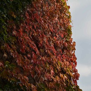 Herbstimpressionen 3