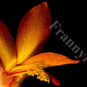 Rosa Bluete mit entf. Blitz mit Gelbfilter 2K   NF Forum