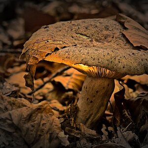 D71 3218 magischer Pilz