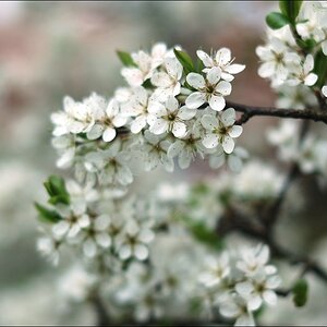 NIKON D70s
AF-S 50mm/1:1,4G
Blende 2
Blüten