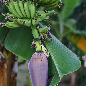Bananenblüte