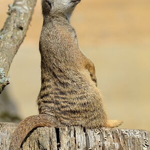 Erdmännchen 092014