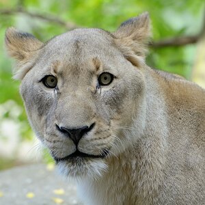Löwe 1 092014
