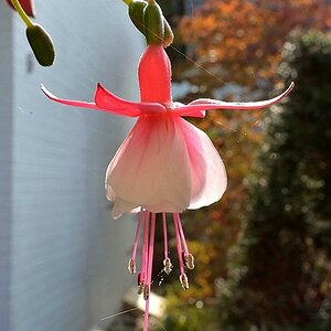 Blume 002