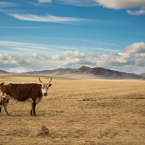 Mongolei, Foto: Johannes Knorpp