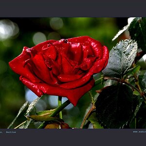 DSC 2374 v1 nikon