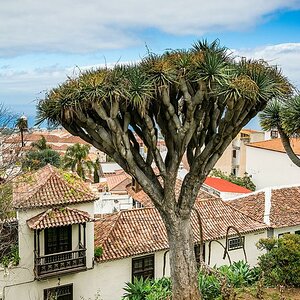 Orotava