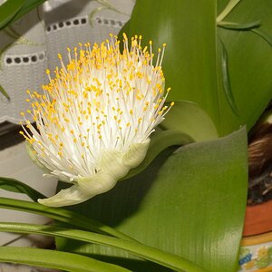 Blüte