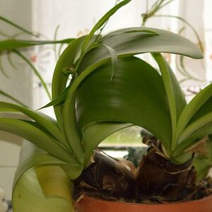 Blüten