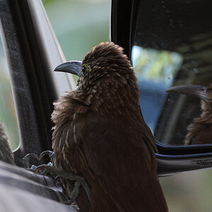 Strichelkopf-Baumsteiger (Strong billed Woodcreeper)
sieht sich mehreren Rivalen gegenüber
1197