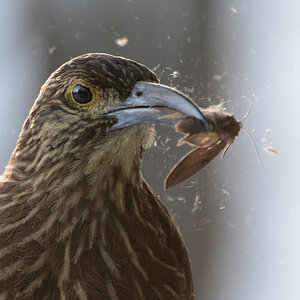 Strichelkopf-Baumsteiger (Strong billed Woodcreeper)
1286