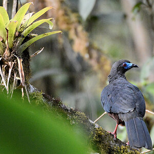 Sichelguan (Sickle-winged guan)
1470
