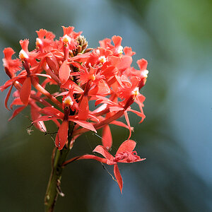 s420 Blume 3286