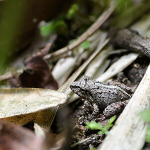 s425 Frosch 3417