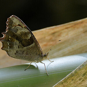 s436 Schmetterling 3485