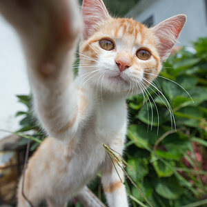 azoren katze1