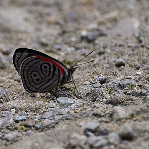 s444 Schmetterling 88 3575