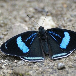 s444 Schmetterling 88 3590