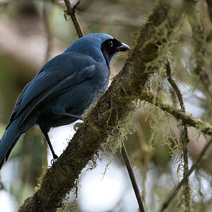 Vassoritangare (Blue-and-black Tanager)
3709