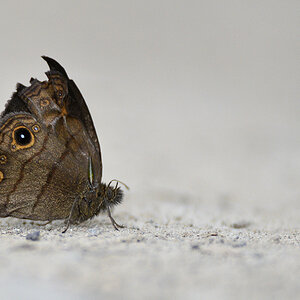 s460 Schmetterling 3775