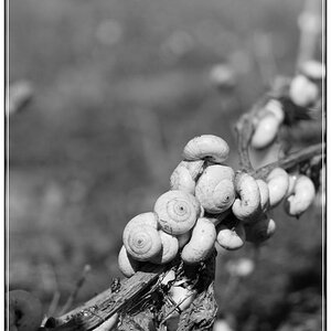 Schnecken