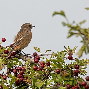 D71 1829 Unbekannter Vogel  9 2014