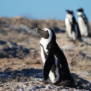 brillenpinguin 1