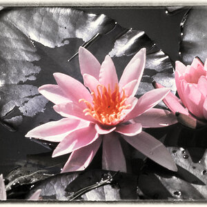 SW Color Teichrose