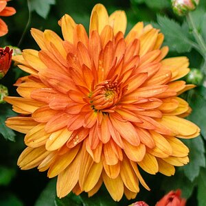 einzelne Blume