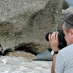 simonstown pinguin 6