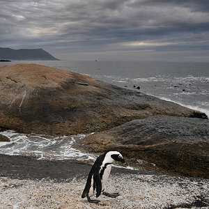 simonstown pinguin