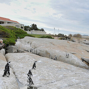 simonstown pinguin 7