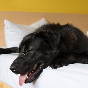 schlapper hund