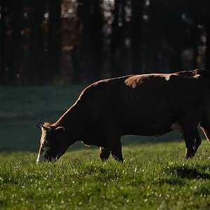 comp DSC 2930 bearbeitet