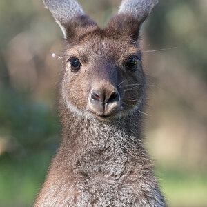 australia6
