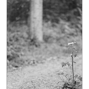 HerbstPZ1 3117