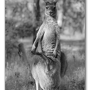 australia7