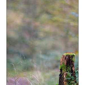 HerbstPZ1 3125