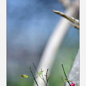 HerbstPZ1 3132