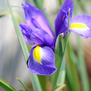 Iris
