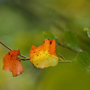 herbst